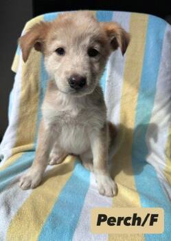 Shepherd and Great Pyrenees Dogs Available for Adoption in Hillside, Illinois - Perch | PetCurious