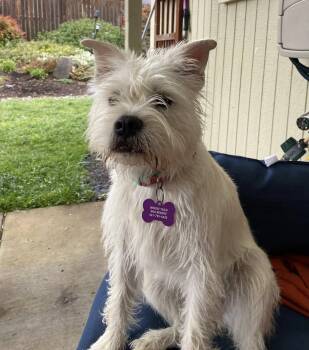 Schnauzer Dogs Available for Adoption in Eugene, Oregon - Honey | PetCurious