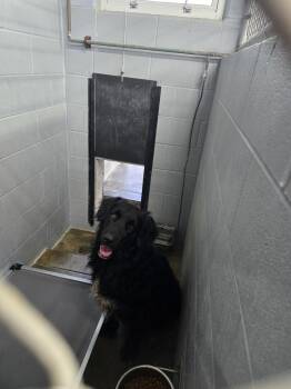 Baloo -  Retriever Dog for Adoption in Evansville, Indiana - Baloo | PetCurious
