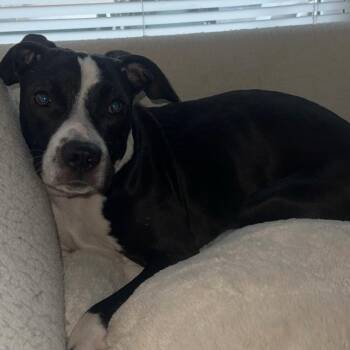 Mixed Breed Dogs Available for Adoption - Lucy | PetCurious