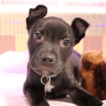 Mixed Breed Dogs Available for Adoption in Port Washington, New York - G30554 | PetCurious