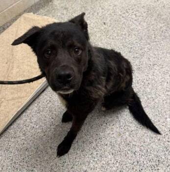 Lennon -  Mixed Breed Dog Available for Adoption in Kansas City, Missouri - Lennon | PetCurious
