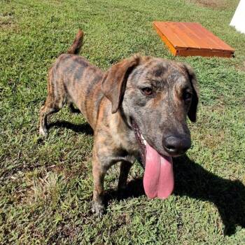 Saxaphone -  Plott Hound Dog for Adoption in Blountville, Tennessee - Saxaphone | PetCurious