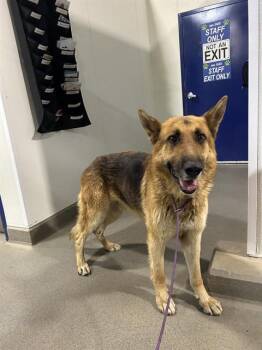 German Shepherd Dog Dogs Available for Adoption in Thousand Oaks, California - Chip - URGENT AND AT RISK | PetCurious