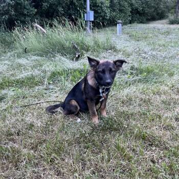 Dolly -  Mixed Breed Dog for Adoption in Bismarck, North Dakota - Dolly | PetCurious