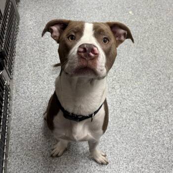 Goldie -  American Staffordshire Terrier Dog for Adoption in Grand Rapids, Michigan - Goldie | PetCurious