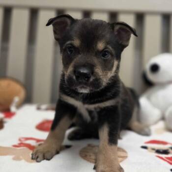 German Shepherd Dog and Rottweiler Dogs Available for Adoption - Oak | PetCurious