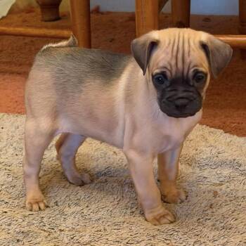 Gus Jr. -  Pug and Chihuahua Dog for Adoption in Hillsborough, North Carolina - Gus Jr. | PetCurious