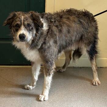 Tobby -  Golden Retriever and Australian Shepherd Dog for Adoption in Pasadena, California - Tobby | PetCurious