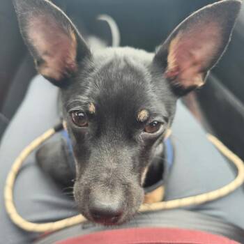 Chihuahua and Miniature Pinscher Dogs Available for Adoption in Minnetonka, Minnesota - Crunchwrap Supreme D69249 | PetCurious