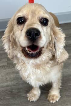 Rescue Cocker Spaniel Dogs for Adoption in Westminster, Maryland - Felicity | PetCurious