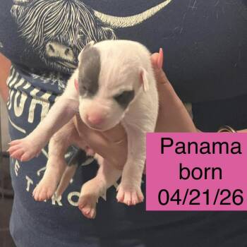 Panama -  Pit Bull Terrier Dog for Adoption in Tampa, Florida - Panama | PetCurious