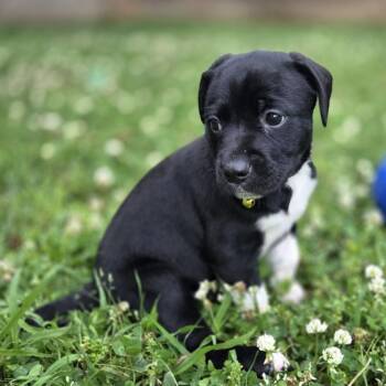 Emmy Dimmy Dom -  Retriever and Black Labrador Retriever Dog Available for Adoption in Chattanooga, Tennessee - Emmy Dimmy Dom | PetCurious