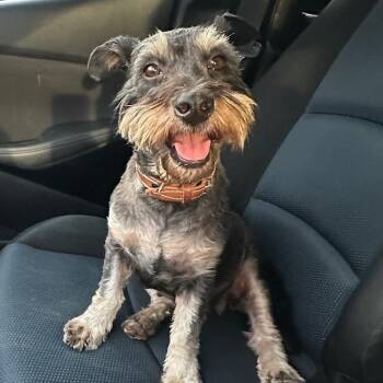 Rescue Miniature Schnauzer and Terrier Dogs for Adoption in Sherwood, Oregon - Gia | PetCurious