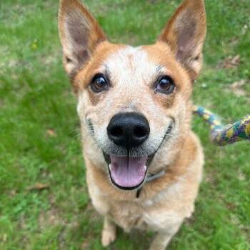 Layla -  Australian Cattle Dog Blue Heeler Dog for Adoption in Decorah, Iowa - Layla | PetCurious