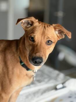 Mixed Breed Dogs Available for Adoption in Pittsburgh, Pennsylvania - Fideo | PetCurious