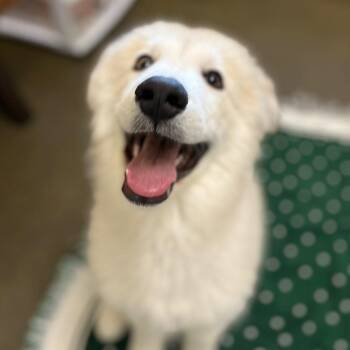 Great Pyrenees Dogs Available for Adoption in Burlingame, California - Frisk The Puppy! | PetCurious