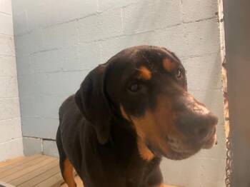 Turtle -  Hound and Mixed Breed Dog for Adoption in Blountville, Tennessee - Turtle | PetCurious