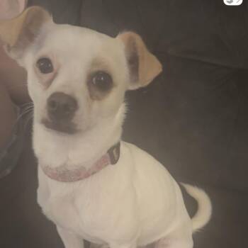 Coco -  Terrier and Chihuahua Dog for Adoption in Redwood Valley, California - Coco | PetCurious
