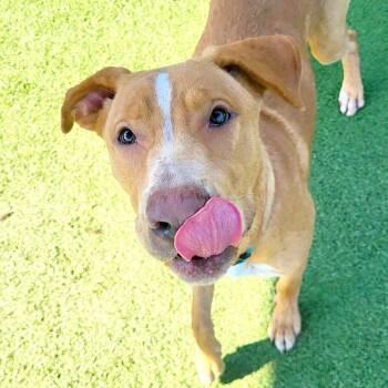 Clayton -  Labrador Retriever Dog for Adoption in Chattanooga, Tennessee - Clayton | PetCurious