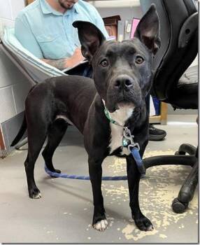 American Staffordshire Terrier Dogs Available for Adoption in Charlottesville, Virginia - Lily, Sweet, Smart Little Staffy Girl, Great With Dogs & Kids, G | PetCurious