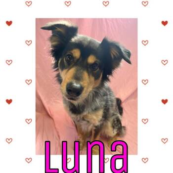 Cattle Dog and Australian Shepherd Dogs Available for Adoption - Luna | PetCurious