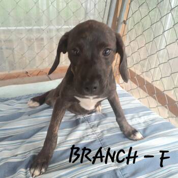Branch (3mo, 20lbs) -  Hound Dog for Adoption in Hinton, West Virginia - Branch (3mo, 20lbs) | PetCurious