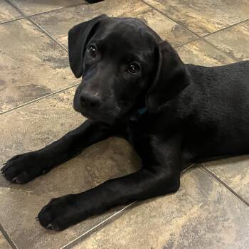 Bella -  Black Labrador Retriever and Hound Dog for Adoption in Brierfield, Alabama - Bella | PetCurious