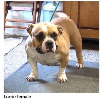 Lorrie -  Bulldog Dog for Adoption in Blue Springs, Missouri - Lorrie | PetCurious