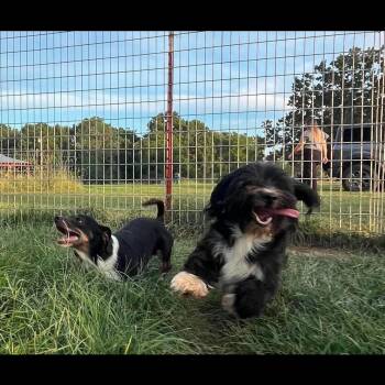 2169 Elvis and Weiner -  Dachshund and Shih Tzu Dog for Adoption in Springfield, Missouri - 2169 Elvis And Weiner | PetCurious