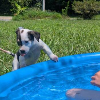 Josie -  Border Collie and Labrador Retriever Dog for Adoption in Sanford, North Carolina - Josie | PetCurious