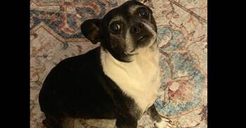 Oreo Blizzard-4390GA -  Boston Terrier and Rat Terrier Dog for Adoption in Maryville, Tennessee - Oreo Blizzard-4390GA | PetCurious