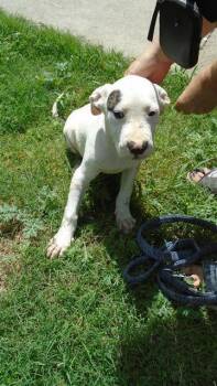 BABY BOY -  Pit Bull Terrier Dog for Adoption in Dallas, Texas - BABY BOY | PetCurious