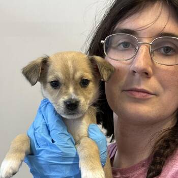 Chihuahua and Feist Dogs Available for Adoption in Hattiesburg, Mississippi - Faster | PetCurious