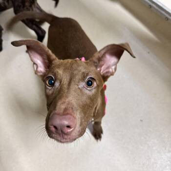 Cinderella -  Terrier Dog for Adoption in Mineral Point, Wisconsin - Cinderella | PetCurious