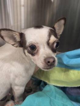 Kandy Korn -  Chihuahua and Mixed Breed Dog for Adoption in Atlanta, Georgia - Kandy Korn | PetCurious