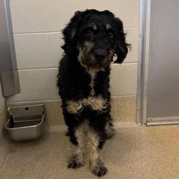 Poodle Dogs Available for Adoption in Bristol, Indiana - Zinnia | PetCurious