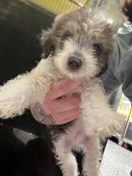 Chihuahua and Mixed Breed Dogs Available for Adoption in Jackson, Tennessee - Leonardo | PetCurious