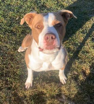 Sugah -  Pit Bull Terrier Dog for Adoption in Wetaskiwin, Alberta - Sugah | PetCurious