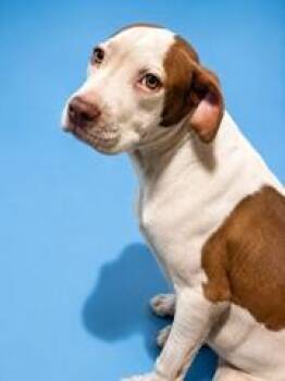 BUBBA HADES -  Mixed Breed Dog for Adoption in Jacksonville, Florida - BUBBA HADES | PetCurious