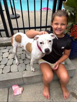 Lucy Diamond - Local dog -  Boxer Dog for Adoption in Andover, Massachusetts - Lucy Diamond - Local Dog | PetCurious