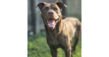 Rescue Labrador Retriever Dogs for Adoption in Naperville, Illinois - Reader | PetCurious