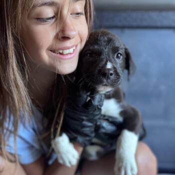 Alaska -  Mixed Breed Dog Available for Adoption in Tacoma, Washington - Alaska | PetCurious