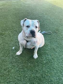 Mixed Breed Dogs Available for Adoption - ALANI | PetCurious