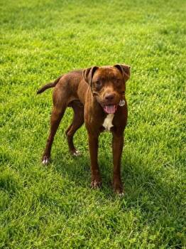 LANDON -  Pit Bull Terrier Dog for Adoption - LANDON | PetCurious