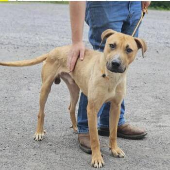 Miller -  Boxer and Mixed Breed Dog for Adoption in Fairfax, Virginia - Miller | PetCurious