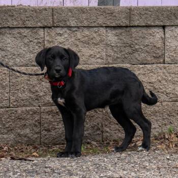 Black Labrador Retriever Dogs Available for Adoption in Madison, Wisconsin - Beth | PetCurious
