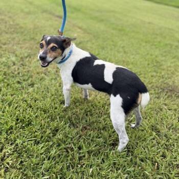 Sloppy Joe -  Poodle and Mixed Breed Dog for Adoption in Carencro, Louisiana - Sloppy Joe | PetCurious
