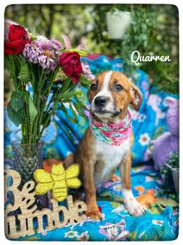 Quarren -  Beagle and Hound Dog for Adoption in Sebring, Florida - Quarren | PetCurious