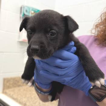 Labrador Retriever and Mixed Breed Dogs Available for Adoption in Marshall, Virginia - Pee-wee Herman - 003589 | PetCurious